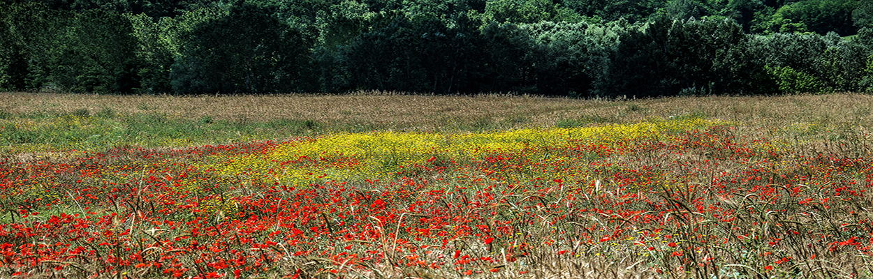primavera 4.jpg
